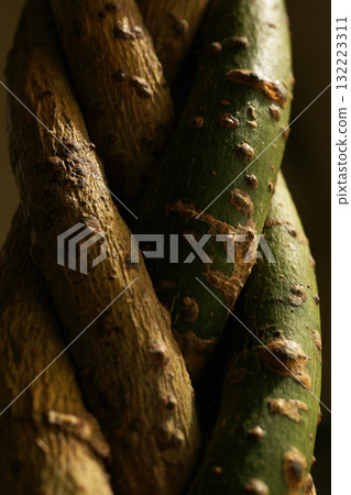 Intertwining Pachira 132223311