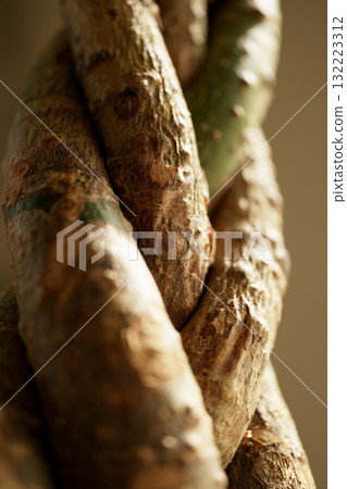 纏繞發財樹 132223312