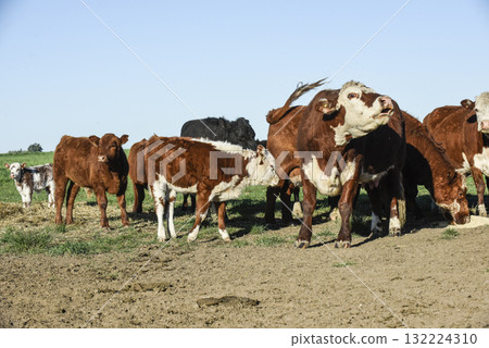 Cattle and white Shorthorn calf , in Argentine countryside, La Pampa province, Patagonia, Argentina. Cattle and white Shorthorn calf , in Argentine countryside, La Pampa province, Patagonia, Argentina. 132224310