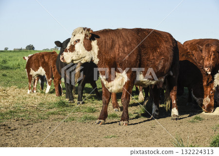 Cattle Shorthorn , in Argentine countryside, La Pampa province, Patagonia, Argentina. Cattle Shorthorn , in Argentine countryside, La Pampa province, Patagonia, Argentina. 132224313