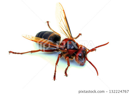 worker bees of the Asian hornet worker bees of the Asian hornet 132224767