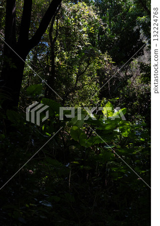 Light of Sefa-Utaki 132224768