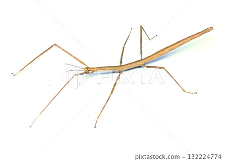 Female stick insect 132224774