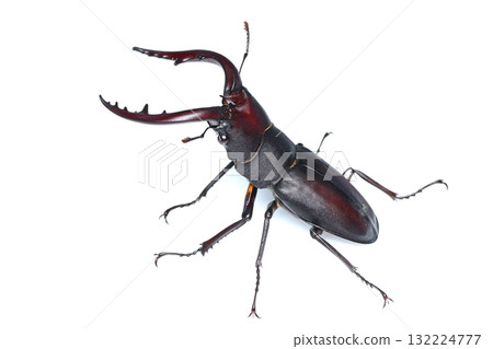一隻危險的雄鋸齒鍬形蟲 132224777