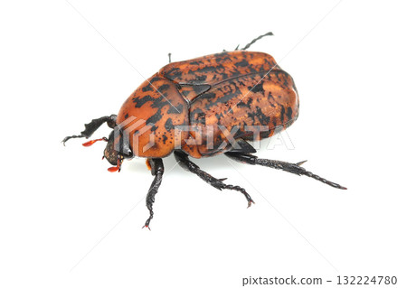 Red spotted flower chafer 132224780