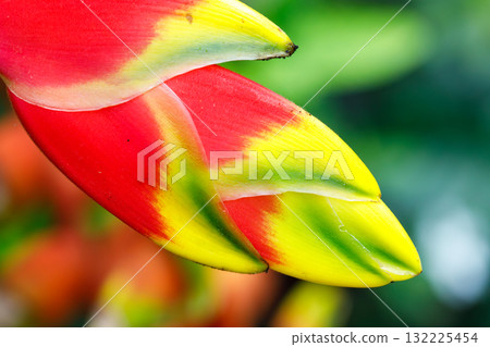 Closeup of heliconia petal with red yellow green gradient natural texture 132225454