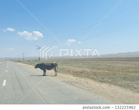 Mongolian cows and grasslands 132225962