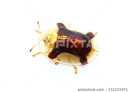 Leaf beetle Leaf beetle 132225971
