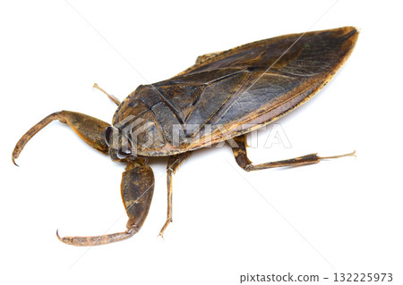 Giant water bug (land) Giant water bug (land) 132225973