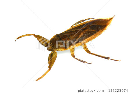 巨型水蟲（水下） 132225974