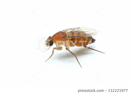 跳蚤蠅 跳蚤蠅 132225977