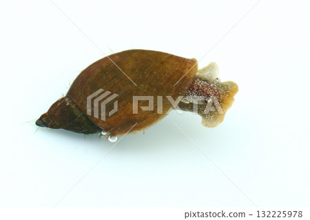 羽雙衛門荒垣 羽雙衛門荒垣 132225978