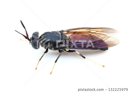 美國Mizuabu 132225979