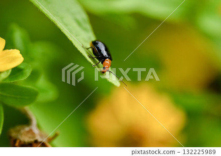 Black clams Black clams 132225989