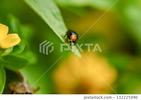 Black clams Black clams 132225990