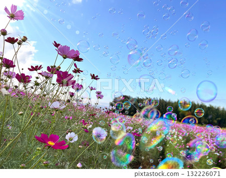 肥皂泡飛舞的藍天和盛開的波斯菊花田 132226071