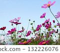 藍藍的天空和粉紅色的波斯菊花田 132226076