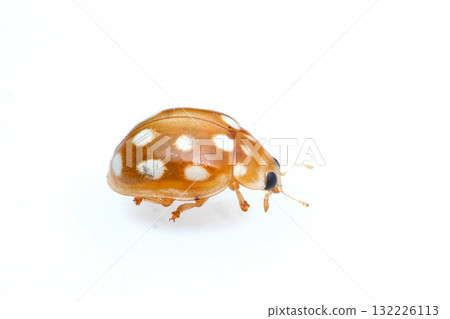 White-spotted Ladybird 132226113