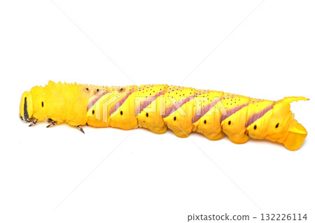 毛蟲麻雀幼蟲 132226114