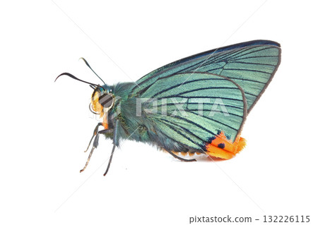 綠弄蝶 132226115