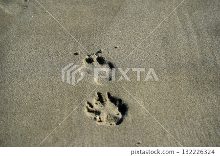 dog paw print on sand beach dog paw print on sand beach 132226324
