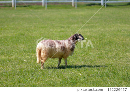 Close up the brown Sheep is rest in garden Close up the brown Sheep is rest in garden 132226457
