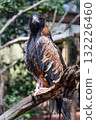 The black breasted buzzard is predator in  australia 132226460