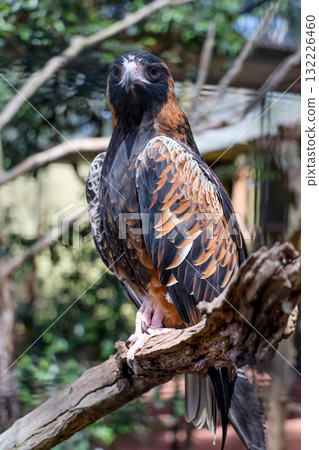The black breasted buzzard is predator in  australia 132226460