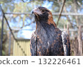 The black breasted buzzard is predator in  australia 132226461