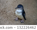 The Fairy penguin or blue penguin is so cute and local animal in phillip island,Australia 132226462