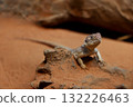 The Central Netted Dragon is nature animal in australia 132226463