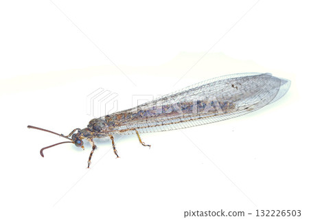 科卡蘇魯斯·巴卡格魯 132226503