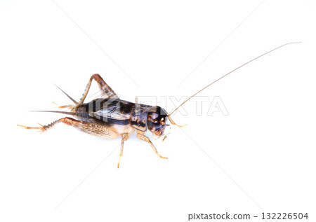 雄性小蟋蟀 132226504