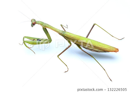 Kokamakiri (green type) Kokamakiri (green type) 132226505