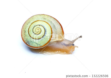 琥珀同型巴蝸牛 132226506