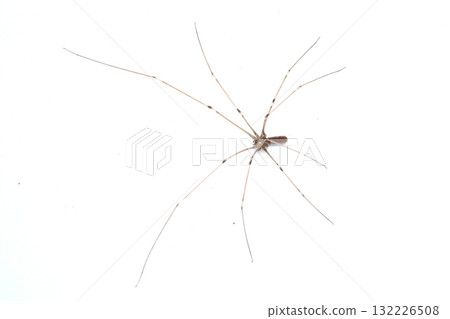 家幽靈蜘蛛 132226508