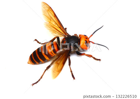 大虎頭蜂 132226510