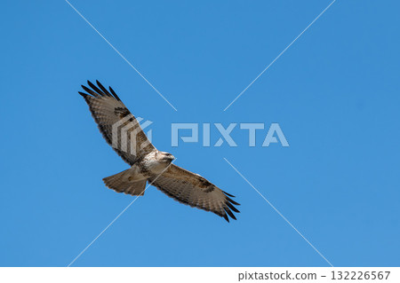 Raptor Soaring in the Blue Sky 132226567