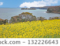 Rape blossoms at Nagasakibana Sunflower Field Observatory 132226643