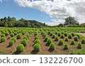 Big Kochia Hill 132226700
