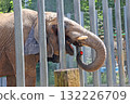 elephant  132226709