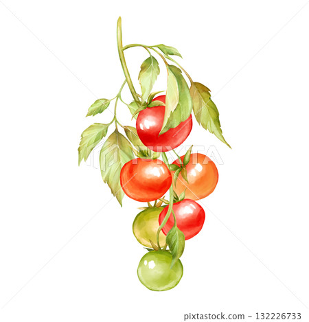 Hand-drawn Illustration of vine of tomatoes isolated on white 132226733