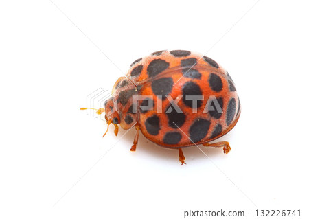 Freshwater fish caterpillar 132226741