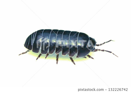 Okandan beetle 132226742
