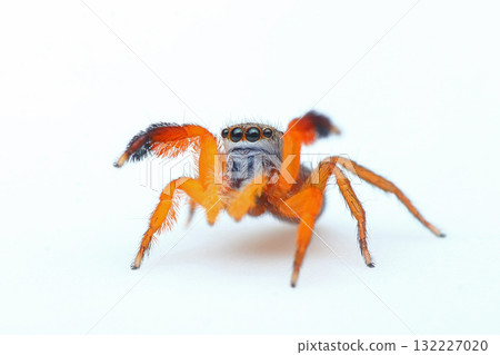 雄性片岡跳蛛 雄性片岡跳蛛 132227020