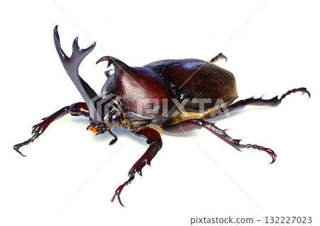 Male beetle male 132227023