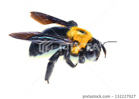 木根蜂 木根蜂 132227027