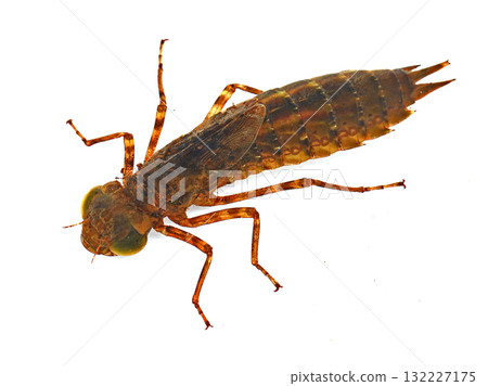 White-tailed Dragonfly Larva White-tailed Dragonfly Larva 132227175