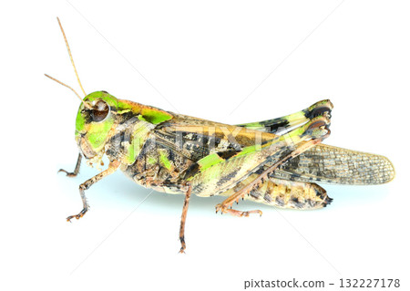 Car grasshopper Car grasshopper 132227178