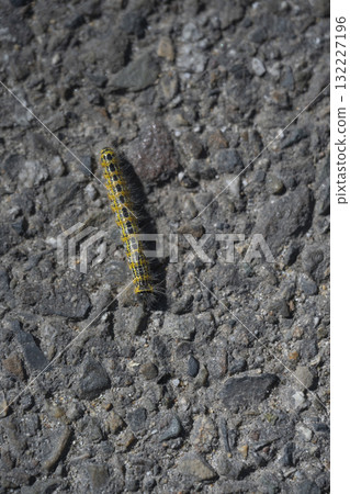 Caterpillar crossing the road at Lac de Leon in Departement des Landes Caterpillar crossing the road at Lac de Leon in Departement des Landes 132227196